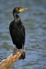 A Double-crested Cormorant Perched on a Log