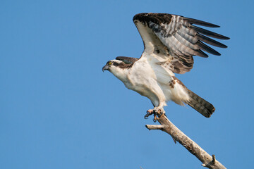 Osprey Beginning to Take Flight