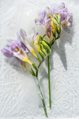 Frozen purple alstromeria, with stems and leaves, on white backg