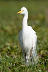ardea alba/ white heron portrait africa kenya