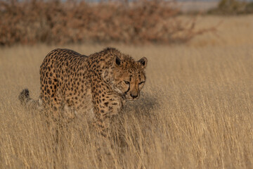 Fototapeta na wymiar A cheetah searching for prey in the grasslands of the Kalahari Desert in Namibia.