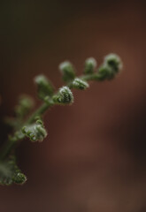Close up of green fern leaves starting to grow in the spring.