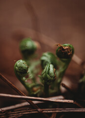 Close up of green fiddlehead ferns starting to grow in the spring.