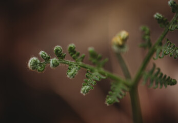 Close up of green fern leaves starting to grow in the spring.