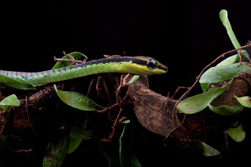 Close up photo of a painted bronzeback snake