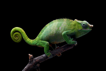 Female fischer chameleon on a black background