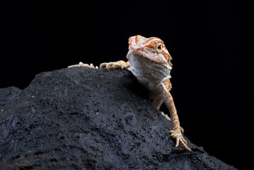 Bearded dragon on the rock with black background