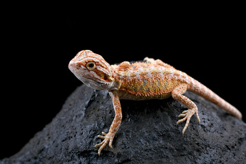 Bearded dragon on the rock with black background