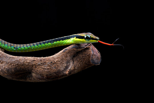 Close up photo of a painted bronzeback snake