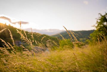 Obraz premium grassy field and hills in the rays of the sun. countryside. green hills of the mountain massif in the morning in the summer.