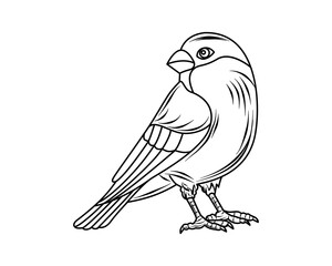 Tit. Bird. Cartoon, drawing. Coloring book for children. Vector. Outline drawing for print, magazines, children's illustrations. Used for web design. White background.
