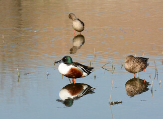 Northern Shoveler, Spatula clypeata