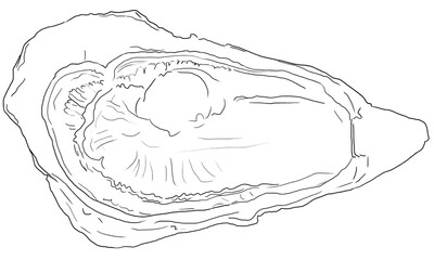 Fresh Oyster sketch hand draw lineout, Vector illustration, Isolated png white background.