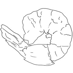 Fresh cooked shrimp ,Boiling shrimp  hand draw lineout, Vector illustration, Isolated png white background.