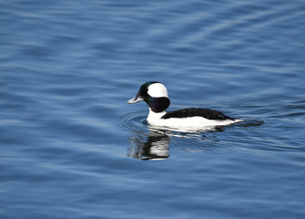 Male Bufflehead, Bucephala albeola, at Bolsa Chica Wetlands