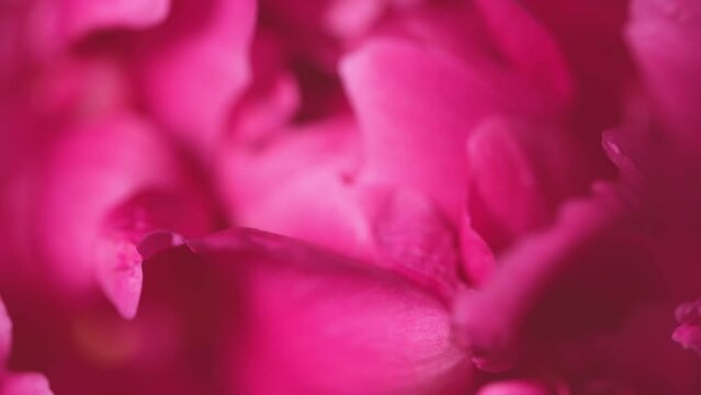 Blooming pink peony flowers. Slow focus change, Macro view of peony petals. Beautiful flower peonies background. Spring and summer blossom concept
