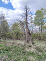  early spring tender landscape, river flood, swamp
