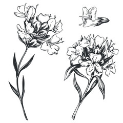 Vector drawing of thyme herb. Detailed images in retro style, engraving style ink drawing. Vintage sketch element for label design, herbal tea packaging.