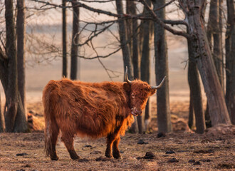 Graceful Wanderer: Majestic Brown Wild Cow Grazing in the Early Spring Field