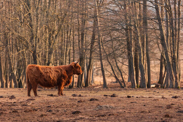 Graceful Wanderer: Majestic Brown Wild Cow Grazing in the Early Spring Field