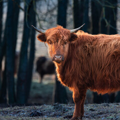 Wild Beauty Unleashed: Majestic Portrait of a Furry Brown Cow in Early Spring in Northern Europe