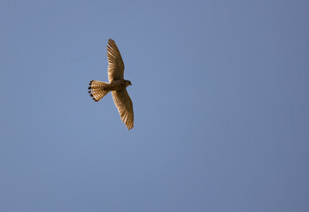 Falconinae, tinnunculus, bird, animal, wild, fly, nature