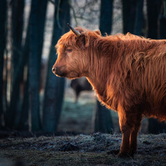 Wild Beauty Unleashed: Majestic Portrait of a Furry Brown Cow in Early Spring in Northern Europe