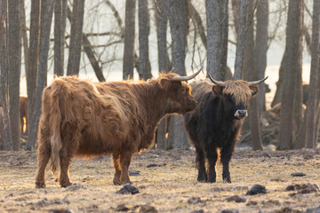 Wild Beauty Unleashed: Majestic Portrait of a Furry Brown Cow in Early Spring in Northern Europe