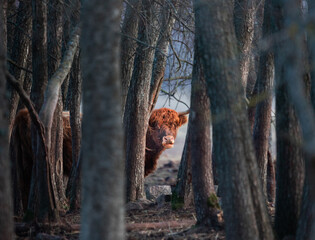Wild Beauty Unleashed: Majestic Portrait of a Furry Brown Cow in Early Spring in Northern Europe