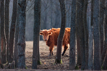 Wild Beauty Unleashed: Majestic Portrait of a Furry Brown Cow in Early Spring in Northern Europe