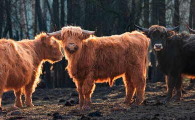 Inquisitive Guardians: Furry Brown Wild Cows Exploring Early Spring in Northern Europe