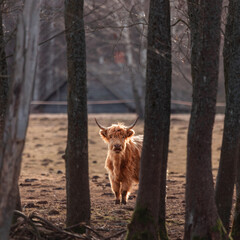 Naklejka premium Inquisitive Guardians: Furry Brown Wild Cows Exploring Early Spring in Northern Europe