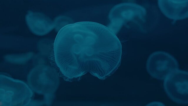 Translucent Moon Jellyfish Drifting Through The Ocean. closeup, underwater