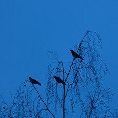 Mystical Observer: Crow Perched Amongst the Branches in Northern Europe