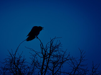 Mystical Observer: Crow Perched Amongst the Branches in Northern Europe