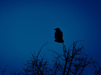 Mystical Observer: Crow Perched Amongst the Branches in Northern Europe