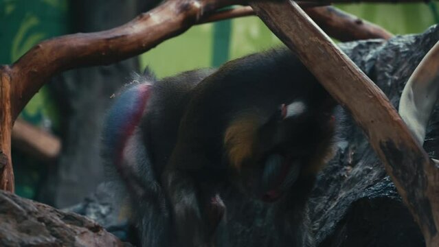 Mandrill Monkey Walks Then Lies Down On The Rock In The Zoo. - close up