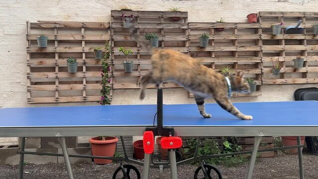 Funny cat over a blue table tennis chasing the ping-pong ball.