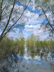  early spring tender landscape, river flood, swamp 
