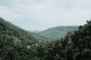 Fototapeta premium forest in the mountains