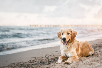 Golden Retriever Enjoying a Summer Adventure at the Baltic Beach. Golden retriever sitting on the sand beach of the Baltic Sea. Concept for the summer adventures of pure breed dog at the seaside