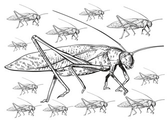 Embark on a captivating exploration of “Locusts & Grasshoppers” with a remarkable pack of illustrations that illuminates the intricate beauty and unique characteristics of these fascinating insects.