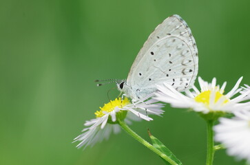 花の蜜を吸うルリシジミ