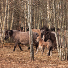 Spring's New Wonder: Captivating Wild Horse Foal Embarking on Life's Journey in Northern Europe
