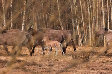 Spring's New Wonder: Captivating Wild Horse Foal Embarking on Life's Journey in Northern Europe