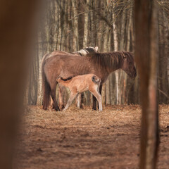 Spring's New Wonder: Captivating Wild Horse Foal Embarking on Life's Journey in Northern Europe
