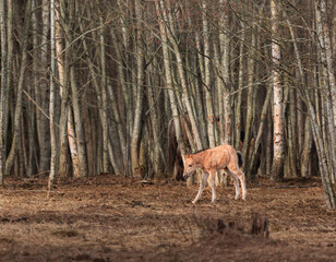 Obraz na płótnie Canvas Spring's New Wonder: Captivating Wild Horse Foal Embarking on Life's Journey in Northern Europe