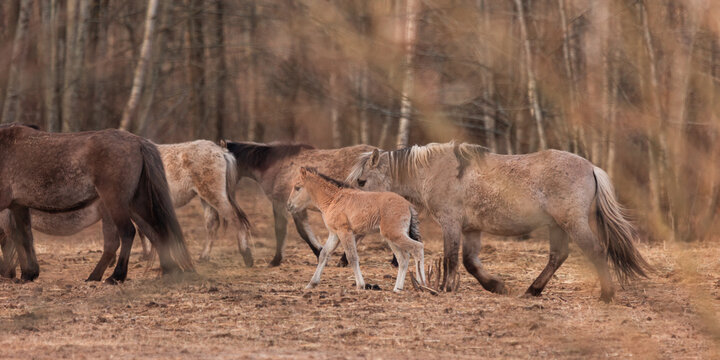 Spring's New Wonder: Captivating Wild Horse Foal Embarking on Life's Journey in Northern Europe © dachux21