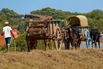 Fototapeta na wymiar Convoi de charrettes à Madagascar