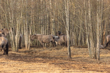 Graceful Freedom: Majestic Wild Horses Roaming in Early Spring in Northern Europe